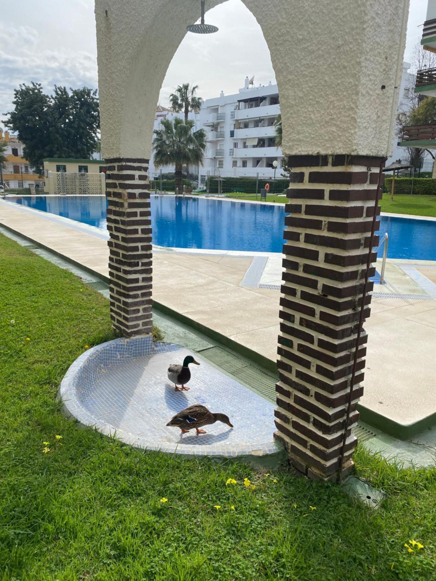 Apartamentos Naciones Playa, Los Molinillos Benalmádena Eksteriør billede